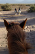 Cabalgata guiada - Foto: Pablo Etchevers