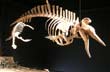 Hyperod�n Planifrons - Foto: Jorge Gonz�lez