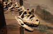 Museo E. Feruglio - Foto: Jorge Gonz�lez