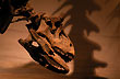 Carpotaurus Sastrei, Museo Egidio Feruglio - Foto: Jorge Gonz�lez
