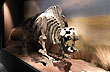 Toxod�n Platensis, Museo Egidio Feruglio - Foto: Jorge Gonz�lez