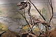 Museo Egidio Feruglio - Foto: Jorge Gonz�lez