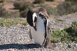 Ping�inera Punta Tombo - Foto: Jorge Gonz�lez