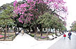 Lapacho rosado, s�mbolo de Tucum�n - Foto: Eduardo Epifanio