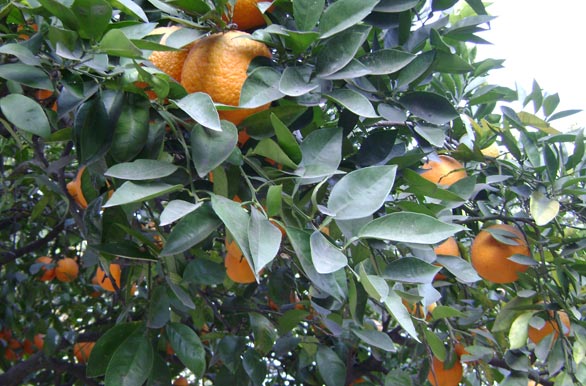 Orange trees in the city