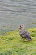 Pato a vapor - Photo: Jorge Gonz�lez