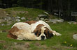 Perro de monta�a - Photo: Jorge Gonz�lez