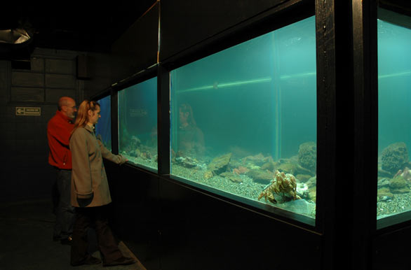 Aquarium - Author: Osvaldo Peralta - Gentileza INFUETUR