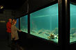 Aquarium - Photo: Osvaldo Peralta - Gentileza INFUETUR