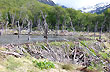 Castorera, Isla Gable - Photo: Jorge Gonz�lez