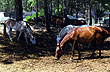 Alquiler de caballos - Photo: Welcomeargentina.com