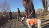 Carrera de galgos