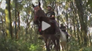 Cabalgata por la selva tucumana
