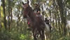 Cabalgata por la selva tucumana