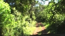 Misiones rainforest