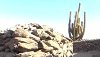 Quilmes Ruins