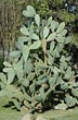 Cactus - Photo: Pablo Etchevers
