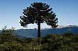 Frondoza araucaria - Foto: Palmiro Bedeschi