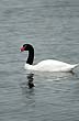 Cisne de cuello negro - Foto: Jorge Gonz�lez