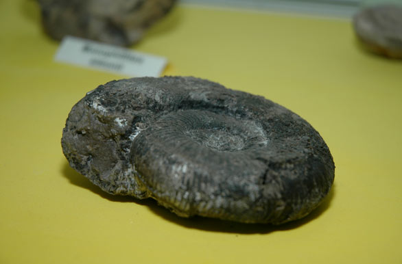 Crustáceo fósil, expuesto en le Museo Geominero