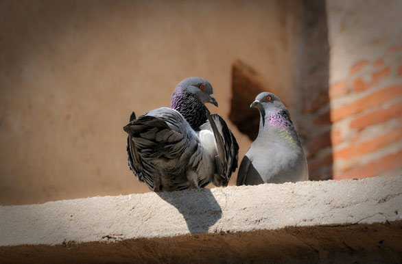 Pigeons on the Jesuit Estancia walls