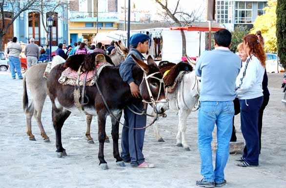 Donkeys at the main square