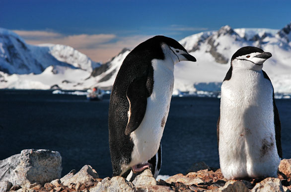 Pingüinos papua