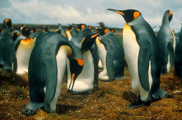 Pingüinos Emperador