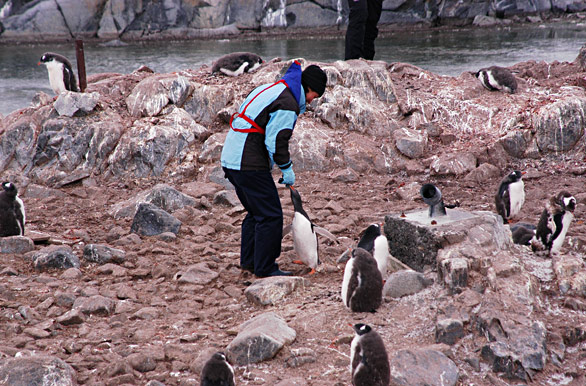 Among penguins