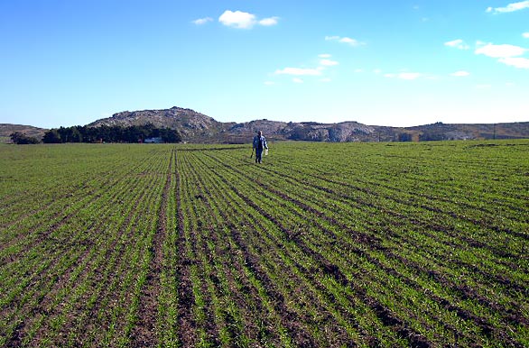 Wheat swon field