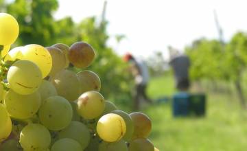 Se viene la 15º Degustación Anual de Bodega Santa Julia