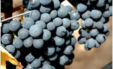 ¿Sabías que existen vinos made in Sierra de la Ventana?