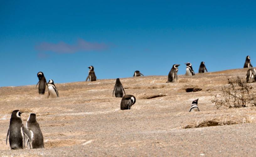 Colonia de pingüinos magallánicos