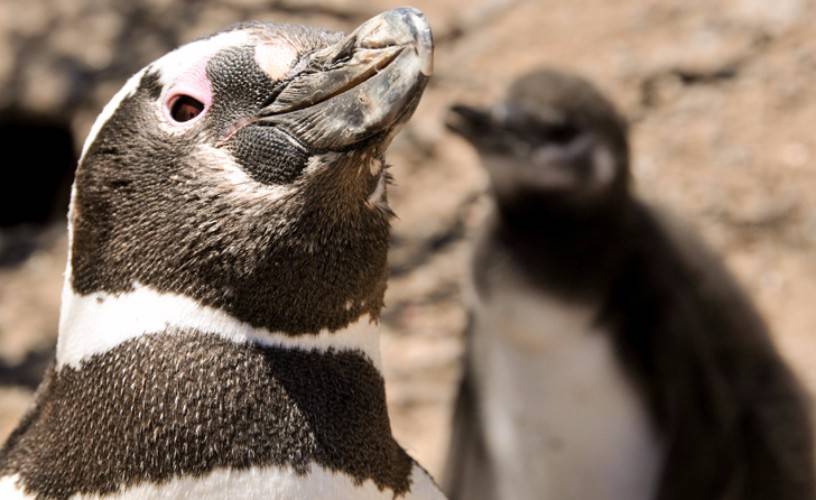 Pareja de pingüinos
