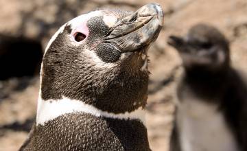 Punta Tombo se llenó de pingüinos. ¿Vamos a verlos este finde largo?