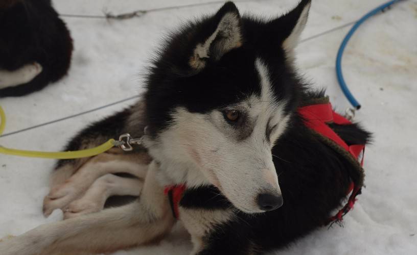 Trineos tirados por perro en Ushuaia