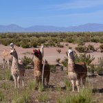 Llamas con sus coloridas marcas