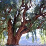 A�ejo �rbol de la Bodega Colom�