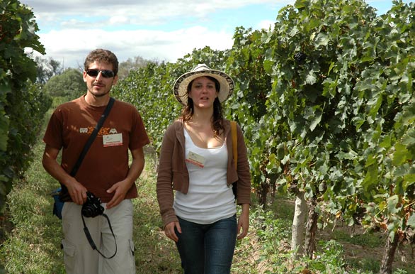 Tour around the vineyards and wineries
