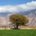 Vi�edos en el Valle Calchaqu�