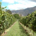 Los vi�edos del los Valles Calchaqu�es