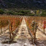 Vi�edos de uva torront�s