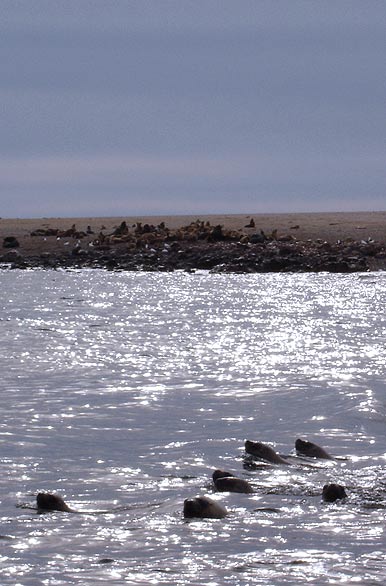 Sea lions in the reserve