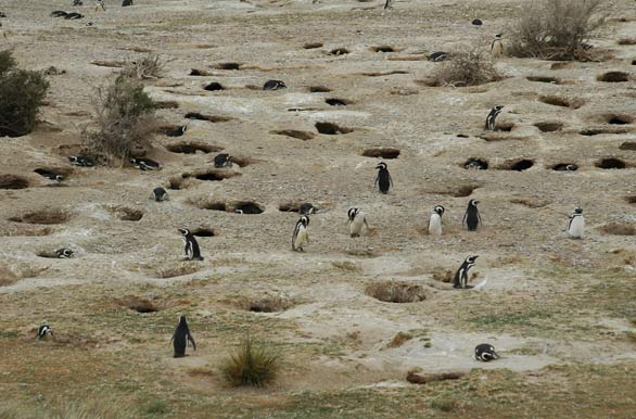 Pingüinera cabo Dos Bahías (40.000 ejemplares)