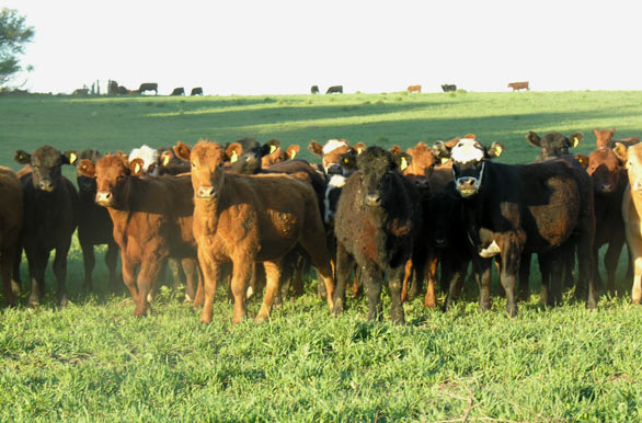 Carhué livestock
