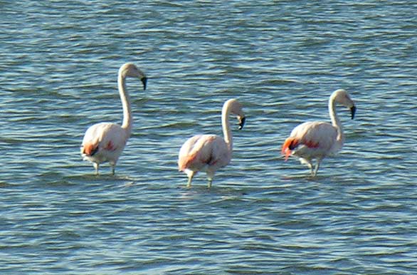 Large flamingoes