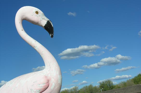 The flamingo, icon of the city