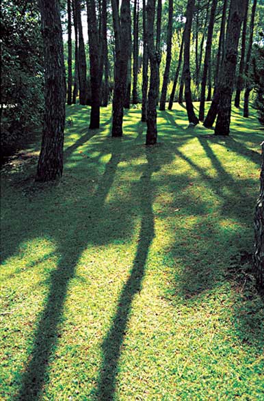 Shadows in the forest