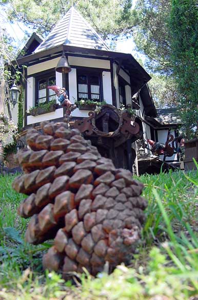 Pine cone and its environment