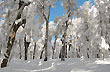 Bosque nevado - Foto: Jorge González